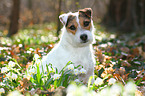 sitzender Jack Russell Terrier