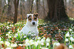 sitzender Jack Russell Terrier