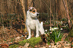 stehender Jack Russell Terrier