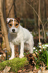 stehender Jack Russell Terrier