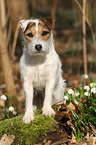 stehender Jack Russell Terrier