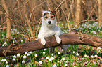 stehender Jack Russell Terrier