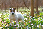 stehender Jack Russell Terrier