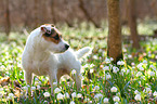 stehender Jack Russell Terrier