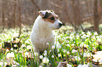 sitzender Jack Russell Terrier