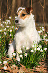 sitzender Jack Russell Terrier