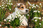 liegender Jack Russell Terrier