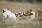 2 Jack Russell Terrier