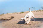 Jack Russell Terrier Welpe