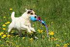 spielender Jack Russell Terrier