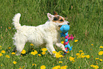 spielender Jack Russell Terrier