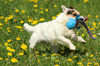 spielender Jack Russell Terrier