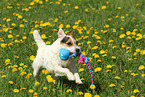 spielender Jack Russell Terrier