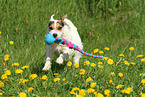 spielender Jack Russell Terrier
