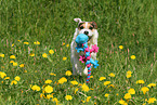 spielender Jack Russell Terrier