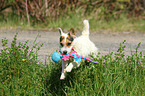 springender Jack Russell Terrier