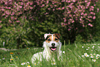 liegender Jack Russell Terrier