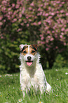 sitzender Jack Russell Terrier