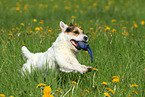 rennender Jack Russell Terrier