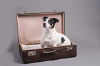 sitzender Jack Russell Terrier