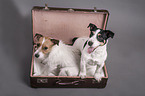 2 Jack Russell Terrier