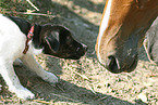 Jack Russell Terrier und Pferde