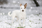 Jack Russell Terrier