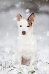 sitzender Jack Russell Terrier