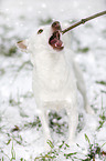 Jack Russell Terrier