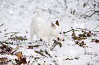 Jack Russell Terrier mit Stock