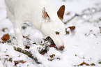 Jack Russell Terrier mit Stock