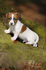 Jack Russell Terrier Welpe