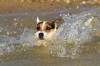 planschender Jack Russell Terrier