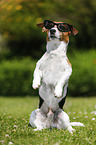 Jack Russell Terrier mit Sonnenbrille