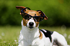 Jack Russell Terrier mit Sonnenbrille