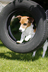 Jack Russell Terrier