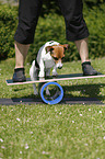 Jack Russell Terrier beim Balancieren