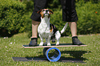 Jack Russell Terrier beim Balancieren