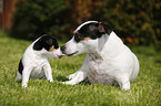 Jack Russell Terrier mit Welpen