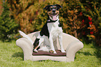 sitzender Jack Russell Terrier