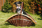 Jack Russell Terrier Portrait