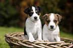 Jack Russell Terrier Welpen im Grnen