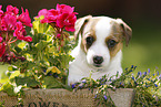 Jack Russell Terrier Welpe im Grnen