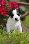 Jack Russell Terrier Welpe im Grnen