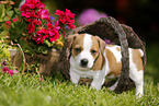 Jack Russell Terrier Welpe im Grnen