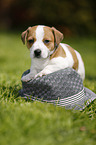 Jack Russell Terrier Welpe im Grnen