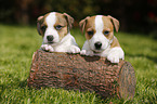 Jack Russell Terrier Welpen im Grnen