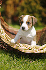 Jack Russell Terrier Welpe im Grnen