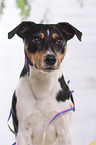 Jack Russell Terrier Portrait