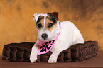 liegender Jack Russell Terrier